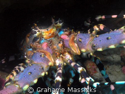 I found this one in Tulamben Bay, Bali, using my Olympus ... by Grahame Massicks 